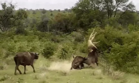 CLIP: Trâu rừng tung cú húc chí mạng, sư tử bị hất văng lên không trung