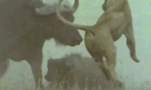 CLIP: Trâu mẹ húc bay sư tử, giải cứu con non khỏi móng vuốt tử thần