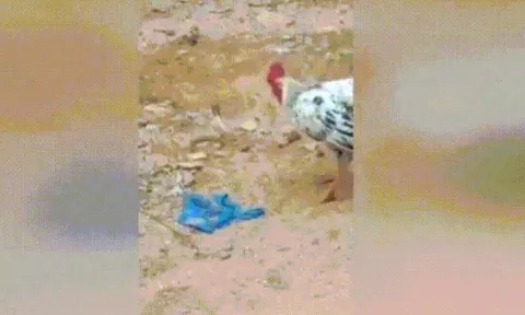 CLIP: Gà trống “hổ báo” tung đòn chí mạng, nuốt chửng rắn hổ mang chúa để bảo vệ đàn con