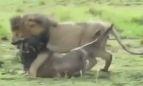 CLIP: Sư tử né đòn tử, tung cú cắn chí mạng hạ gục linh dương đầu bò