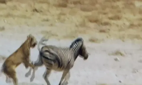 CLIP: Thoát chết ngoạn mục, ngựa vằn tung cú đá “trời giáng” khiến sư tử gục ngã