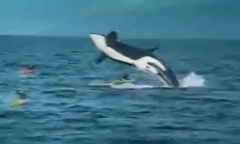 CLIP: Thoát chết kỳ diệu khi bị cá voi sát thủ khổng lồ đè trúng thuyền