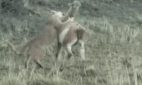 CLIP: Lạc đà Guanaco trúng đòn hiểm vẫn bật dậy chạy trốn báo sư tử