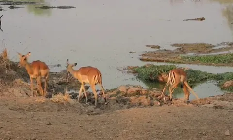 CLIP: Linh dương impala phản xạ thần tốc, thoát cú đớp tử thần của cá sấu khổng lồ