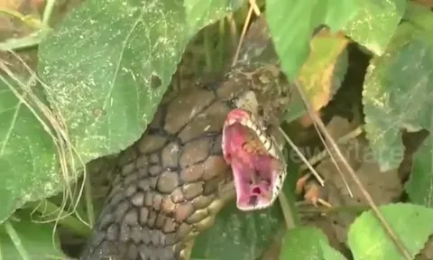 CLIP: Rắn hổ mang chúa hạ gục trăn chỉ với một cú cắn chí mạng