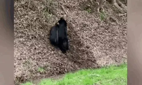 CLIP: Gấu đen tung cú cắn chí mạng, hạ gục lợn rừng sau màn giằng co nghẹt thở