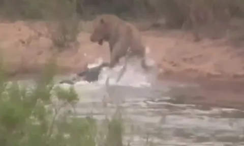 CLIP: Sư tử né cú đớp chí mạng trong gang tấc khi bị cá sấu mai phục