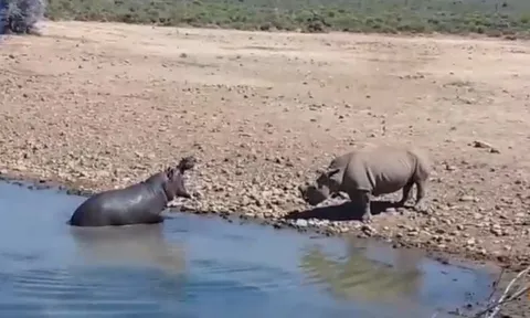 CLIP: Hà mã nổi điên, tấn tê giác cụt sừng bằng đòn chí mạng