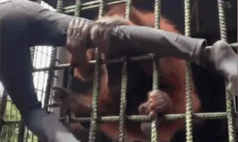 CLIP: Lỡ dại lẻn vào vườn thú trêu chọc đười ươi, nam thanh niên nhận ngay 'báo ứng'