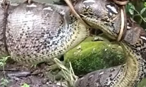 CLIP: Nuốt trộm gia súc, trăn khổng lồ dài hơn 7 mét bị dân làng tóm gọn