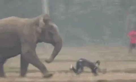 CLIP: Liều lĩnh chụp ảnh 'tự sướng' với voi rừng, người đàn ông suýt mất mạng