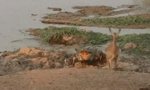 CLIP: Phản xạ thần tốc, linh dương Impala thoát cú đớp tử thần của cá sấu sông Nile 