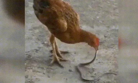 CLIP: Gà mái tung cú mổ chí mạng, hạ gục rắn hổ mang kịch độc