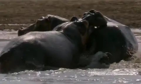 CLIP: Hà mã mẹ lấy thân che con, hy sinh anh dũng trước đòn tấn công chí mạng