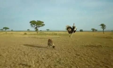 CLIP: Linh cẩu lĩnh đòn trời giáng khi dám bén mảng tới đàn đà điểu con