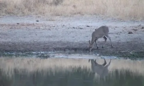 CLIP: Phản xạ thần tốc, linh dương thoát hiểm ngoạn mục trước cú tấn công chớp nhoáng của cá sấu