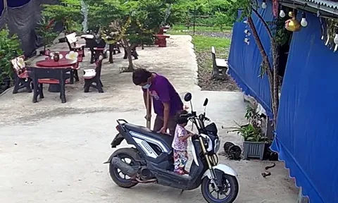 CLIP: Chó nhà dũng cảm cứu 2 bố con thoát khỏi rắn hổ mang cực độc