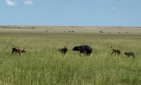 CLIP: Mẹ con trâu rừng tử nạn khi bị bầy sư tử 'đánh hội đồng'