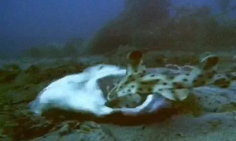 CLIP: "Sát thủ đáy cát" tung đòn chớp nhoáng hạ gục con mồi