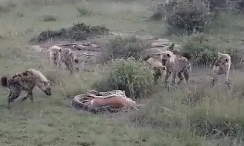 CLIP: Bầy linh cẩu cả gan cướp mồi của trăn khổng lồ