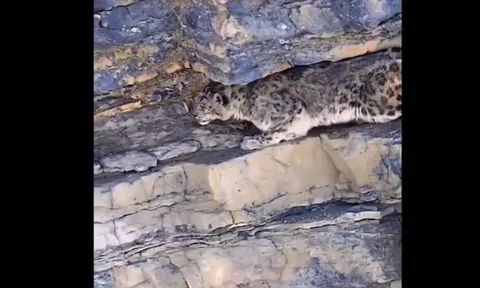 CLIP: Cuộc săn mồi định mệnh của báo tuyết và kết cục đầy bi thảm