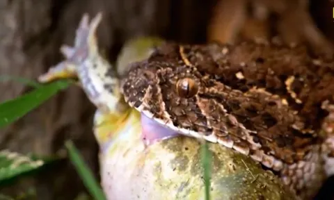 CLIP: Cóc xấu số trở thành bữa trưa của "cỗ quan tài sống" châu Phi