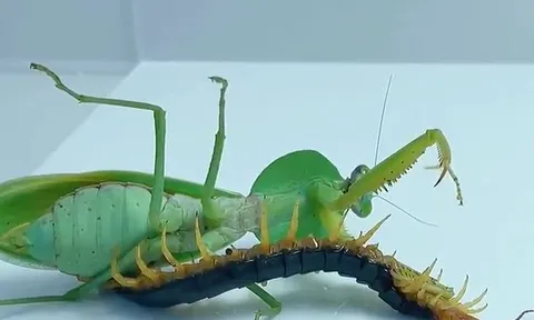 CLIP: Cuộc đụng độ kịch tính giữa bọ ngựa - rết độc và cái kết gây sửng sốt