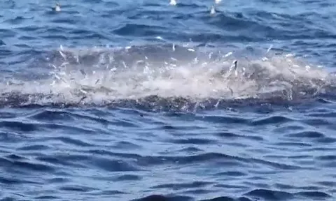 CLIP: Mãn nhãn với cảnh săn mồi ngoạn mục của hàng nghìn cá heo giữa đại dương