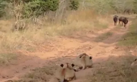 CLIP: Đàn sư tử giăng bẫy, phục kích linh dương đầu bò giữa thảo nguyên