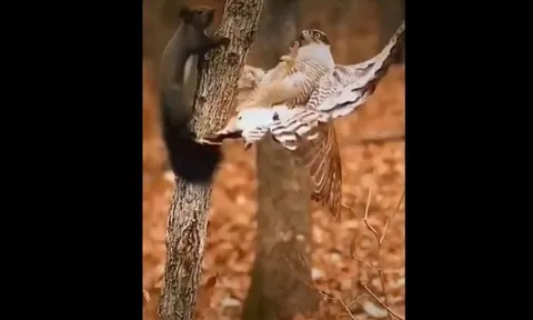 CLIP: Màn săn mồi chớp nhoáng của chim ưng khiến người xem kinh ngạc