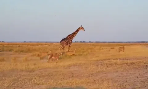 CLIP: Cú rượt đuổi nghẹt thở, bầy sư tử thất bại trước con mồi cao kều