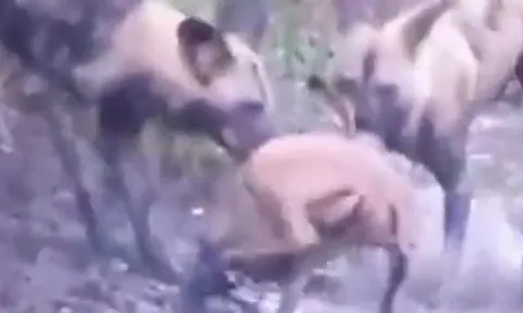 CLIP: Kinh ngạc khoảnh khắc đàn chó hoang châu Phi hạ gục con mồi chỉ trong tích tắc