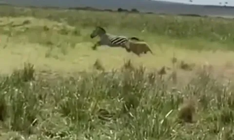 CLIP: Màn săn mồi thần tốc của sư tử, ngựa vằn nhận cái đầy bi thảm