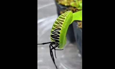 CLIP: Cận cảnh loài cây ăn thịt săn mồi