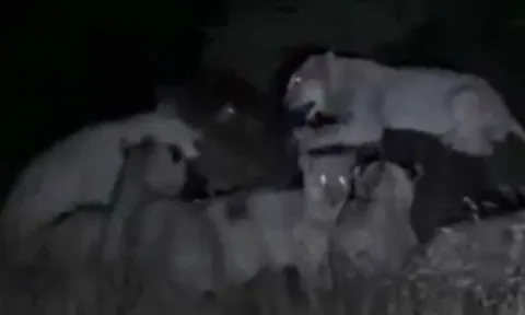 CLIP: Liều lĩnh săn hà mã, sư tử phải trả giá bằng cả tính mạng