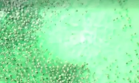 CLIP: Cá mập đơn độc truy đuổi hàng trăm cá đuối gai độc giữa đại dương