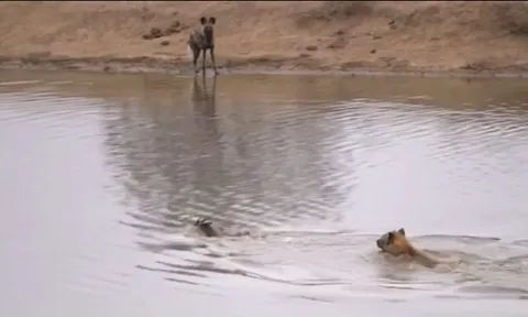 CLIP: Sửng sốt với màn săn mồi dưới nước của linh cẩu, cái kết khiến người xem không ngờ