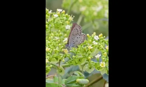 CLIP: Kinh ngạc khoảnh khắc bọ ngựa tung đòn chớp nhoáng hạ gục con mồi