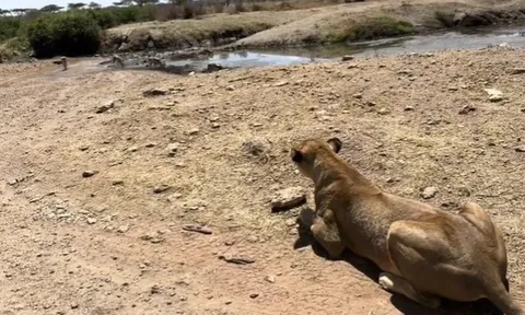 CLIP: Rợn người khoảnh khắc sư tử rình mồi sát bên ô tô chở du khách