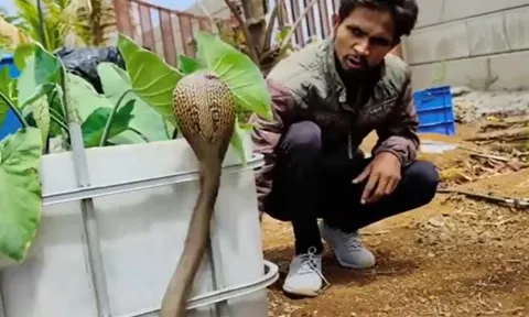 CLIP: 'Nín thở' theo dõi màn thu phục rắn hổ mang hung dữ của nam thanh niên