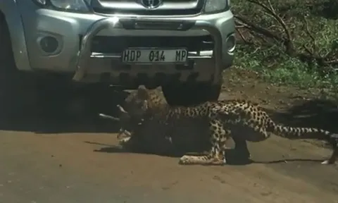 CLIP: Báo săn ra đòn chớp nhoáng, hạ sát linh dương con ngay trước mặt du khách