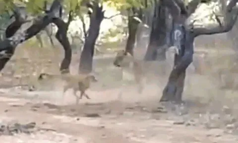 CLIP: Đụng độ sư tử, chó hoang nhỏ bé vẫn tạo nên kỳ tích khó tin