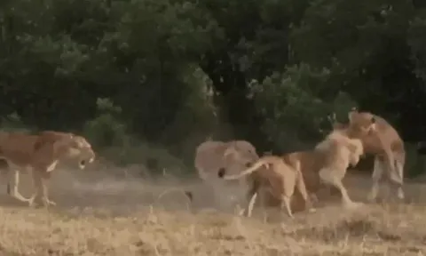 CLIP: Bị 4 con sư tử cái 'đánh hội đồng', sư tử đực nhận cái kết khó tin