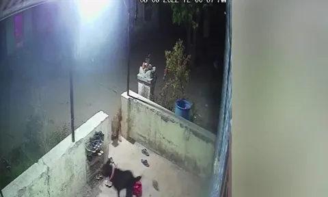 CLIP: Hơn 12 giờ đêm, báo hoa mai lẻn và nhà dân săn chó nhà và cái kết kịch tính