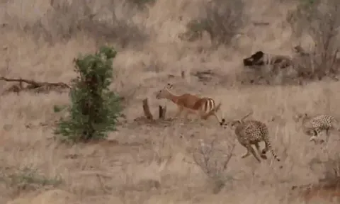 CLIP: Linh dương bất cẩn tự lao vào ổ báo săn và cái kết không thể tránh khỏi