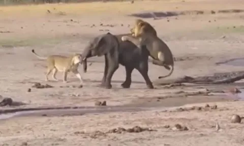 CLIP: Đụng độ đàn sư tử, voi con lạc mẹ nhận cái kết dễ đoán