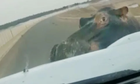 CLIP: Hà mã nổi điên tấn công xe ô tô khiến tài xế khiếp vía