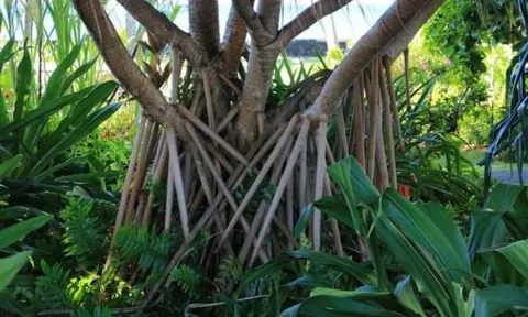 Loài cây duy nhất trên thế giới biết ‘đi bộ’: Rễ mọc ngoài thân, có thể di chuyển 2-3cm mỗi ngày