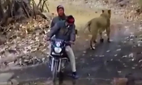 CLIP: Đụng độ 2 người đàn ông đi xe máy, con sư tử làm ra hành động gây 'sốc'