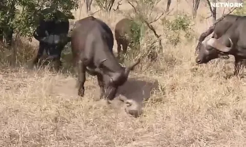 CLIP: Lợn lòi liều lĩnh trêu trâu rừng, bị húc văng khỏi mặt đất